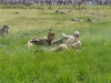 kaliningrad-215