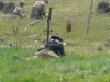 kaliningrad-240