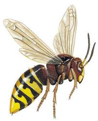 Usuwanie zagrożeń powodowanych przez osy, pszczoły lub szerszenie.