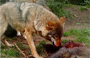 Coraz więcej wilków w regionie