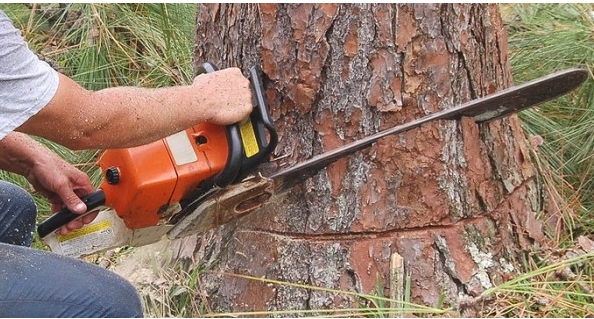 Kary za usunięcie drzew lub krzewów bez wymaganego zezwolenia