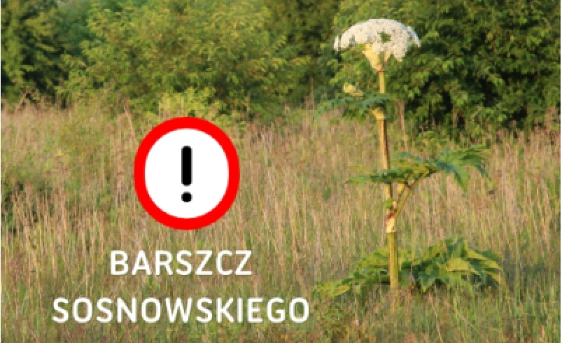 Barszcz Sosnowskiego jest niebezpieczny!
