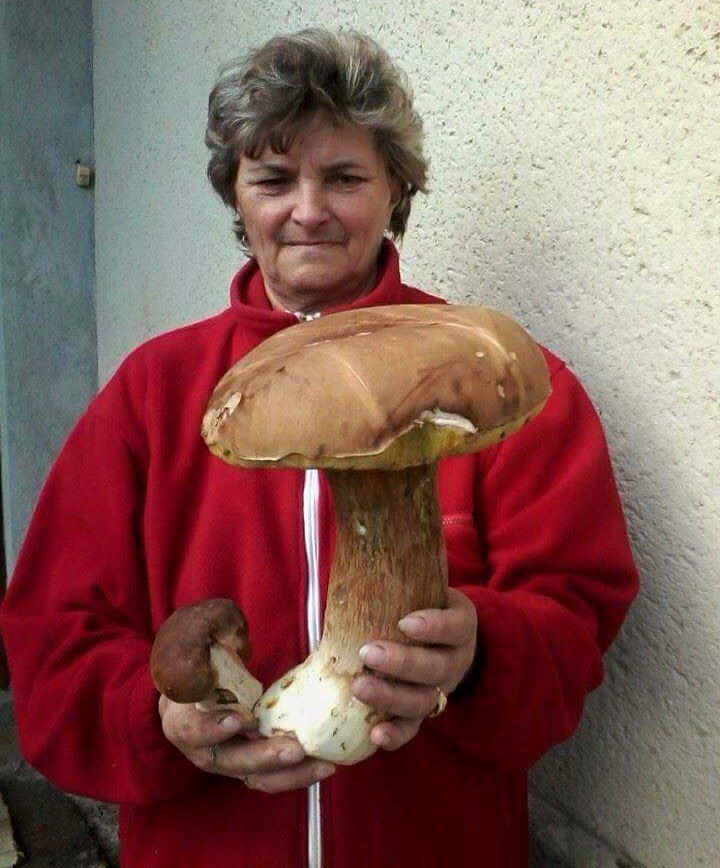 Sezon grzybowy otwarty!