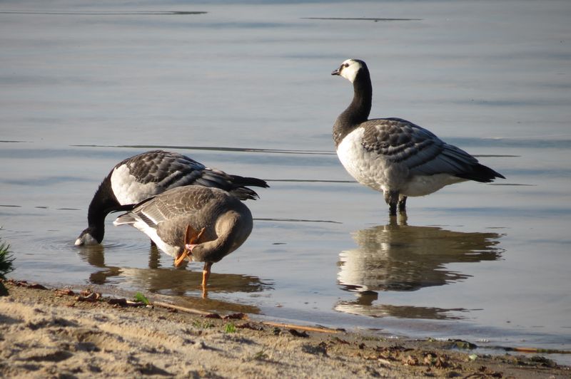 Bernikla białolica na plaży w Bornem Sulinowie
