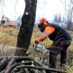 Zmiana przepisów w sprawie wycinki drzew