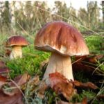 Zatrucia grzybami – objawy, pierwsza pomoc, leczenie