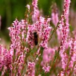 Plan zadań ochronnych dla obszaru Natura 2000 Diabelskie Pustacie