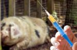 Konsekwencje niekontrolowanego stosowania antybiotyków w leczeniu zwierząt