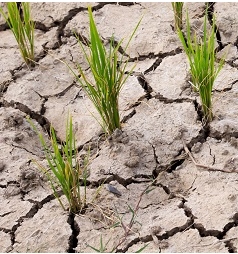 Informacja dotycząca szacowania strat w uprawach wywołanych suszą