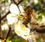 Zaproszenie do udziału w projekcie „Poprawa warunków sanitarnych rodzin pszczelich w województwie zachodniopomorskim poprzez zakup węzy pszczelej”