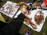 Grzybobranie na wrzosowej polanie po raz dziesiąty Grzybobranie na wrzosowej polanie po raz dziesiąty