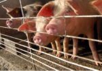 Powiatowy Lekarz Weterynarii w Szczecinku – „Plan bezpieczeństwa biologicznego dla gospodarstw utrzymujących świnie…”