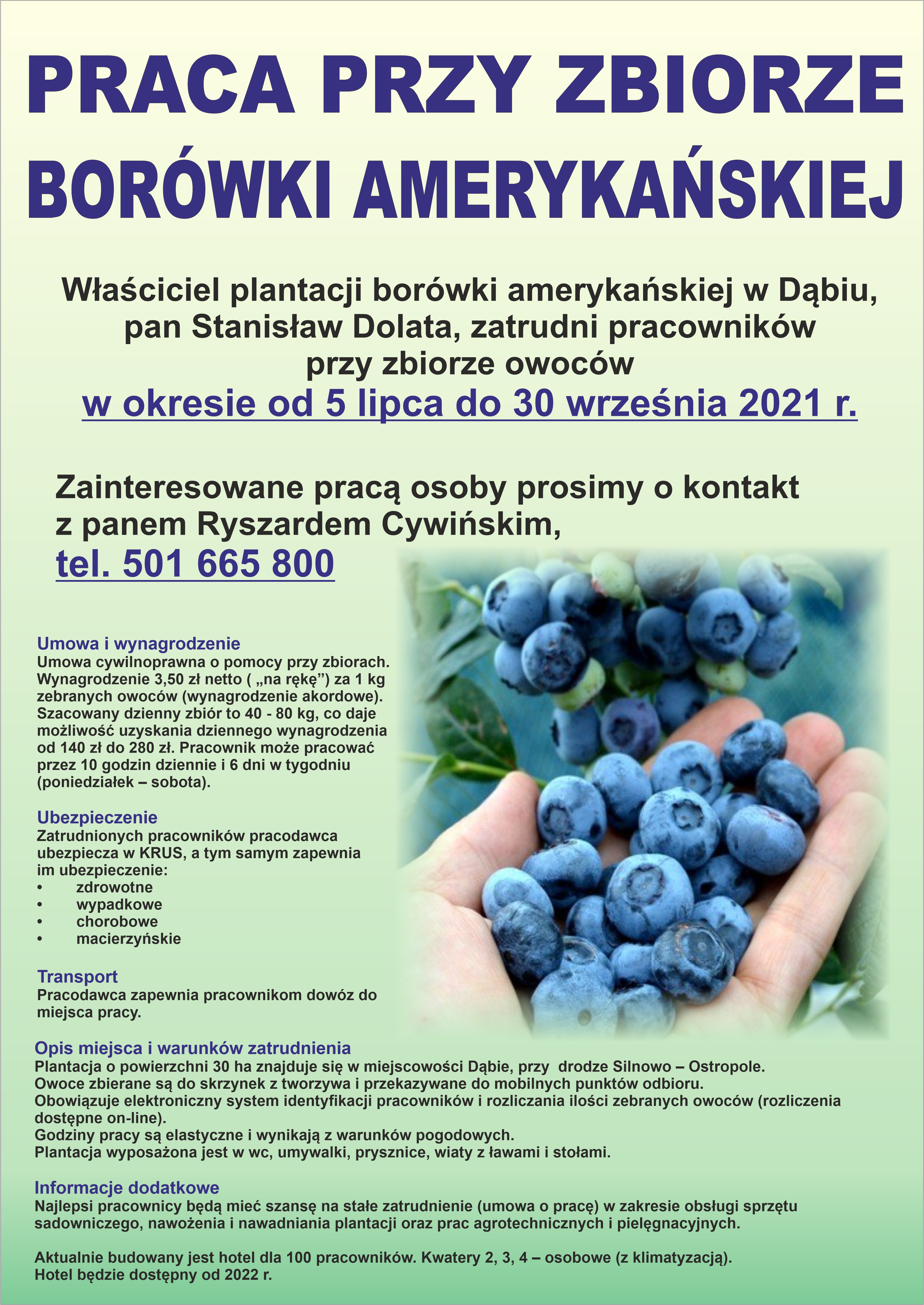 Praca przy zbiorze borówki amerykańskiej