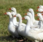 Rozporządzenie nr 21/2021 Wojewody Zachodniopomorskiego