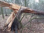 Nadleśnictwo Czarnobór prosi o unikanie wizyt w lasach
