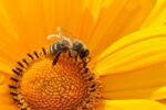 35,5 mln zł pomocy dla pszczelarzy – zapowiedź naboru